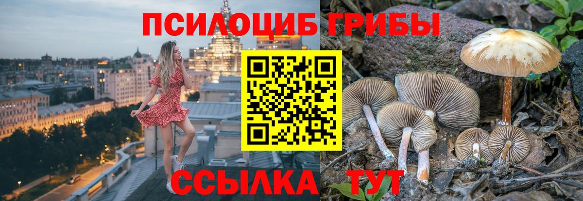 Галлюциногенные грибы Psilocybe Тавда